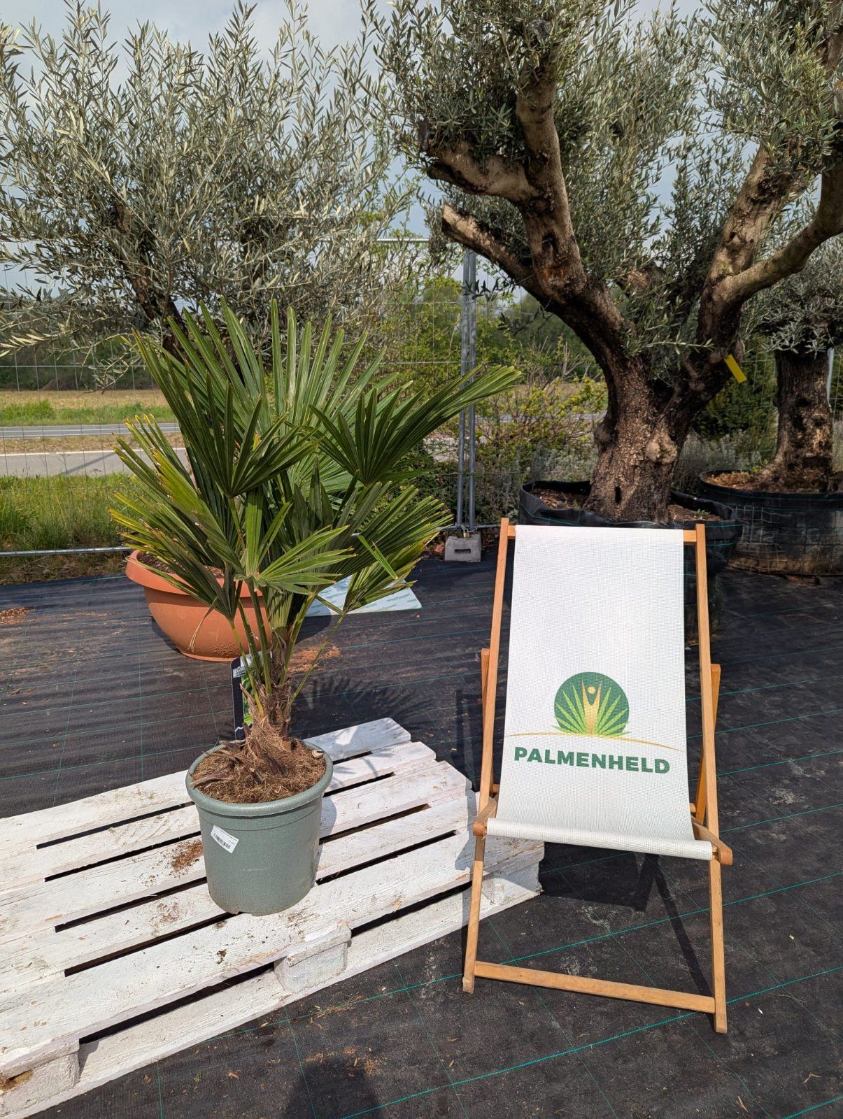 Chinesische Hanfpalme 100-140cm