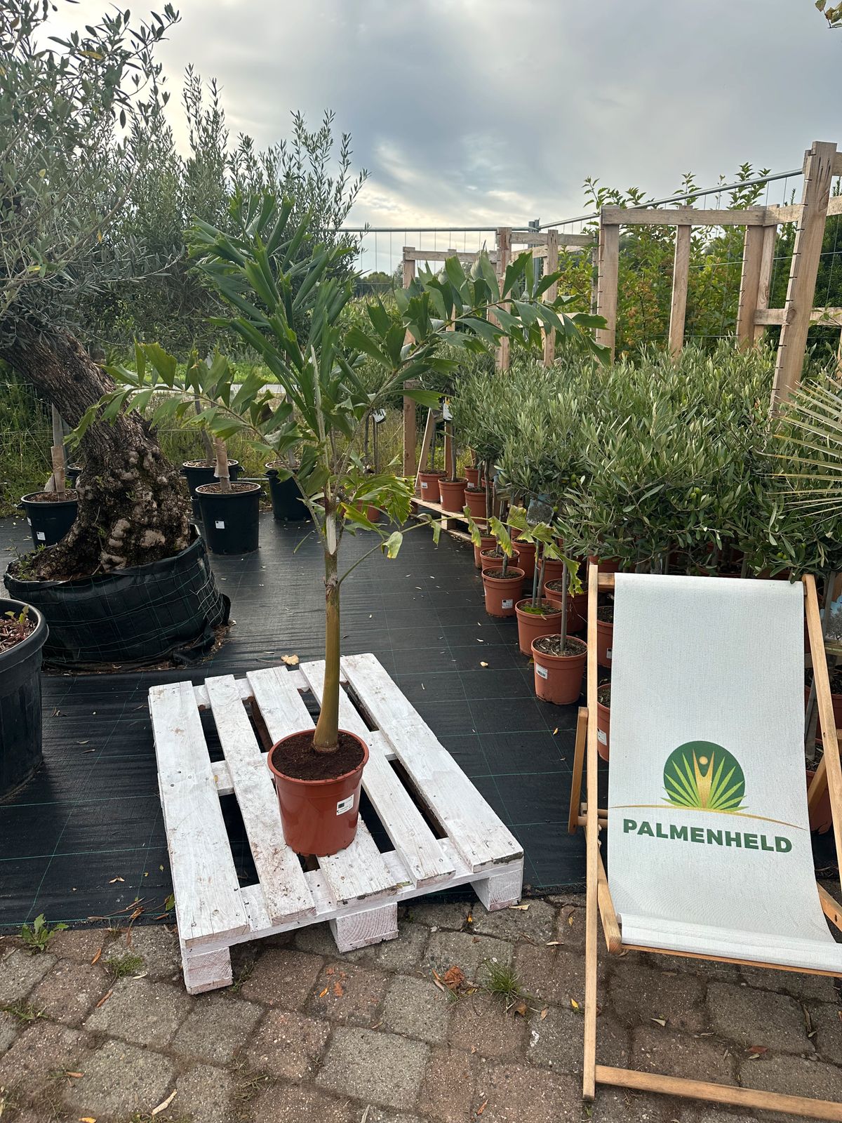 Fuchsschwanzpalme 140-180cm