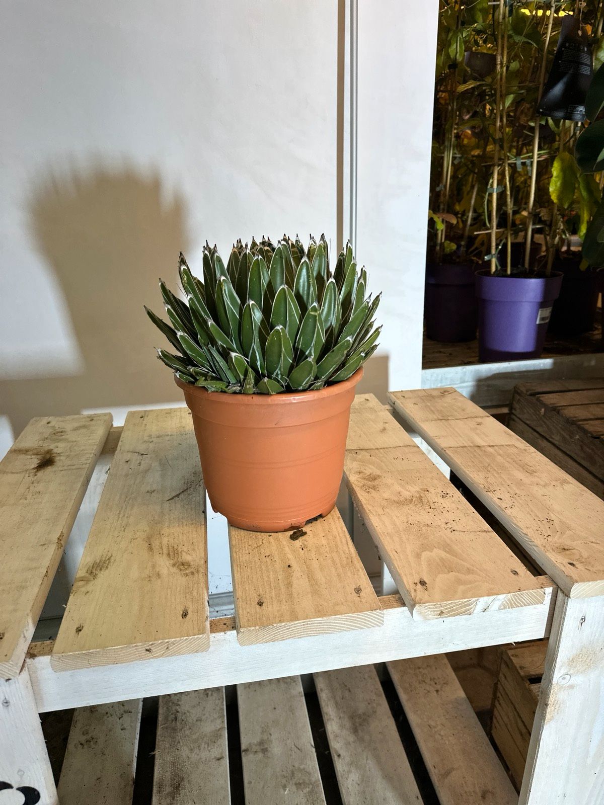 Agave 30-40cm
